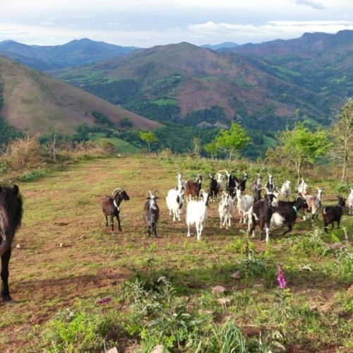 errebi pottok 1