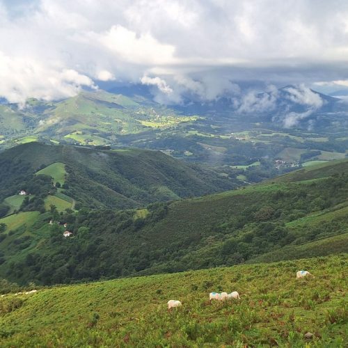 errebi pottok 2