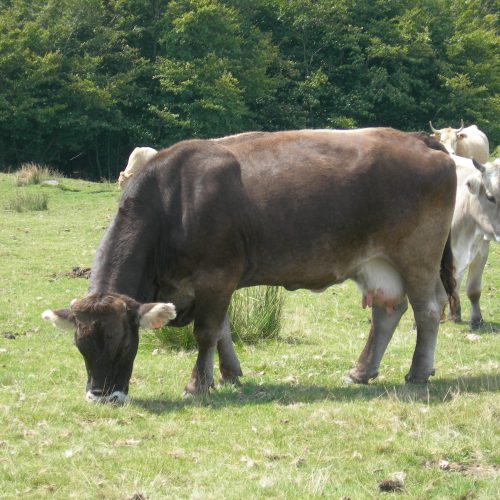 mendi-Rando kintoa-1