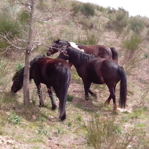 mendi-Rando kintoa-10