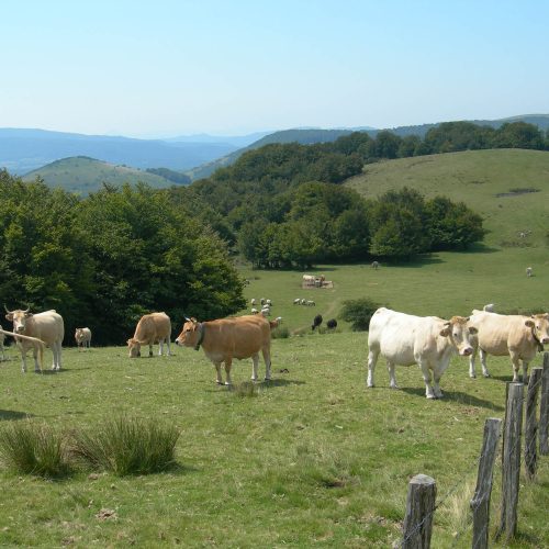 mendi-Rando kintoa-2