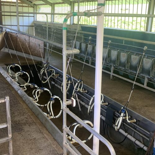 mendi-Rando kintoa-8