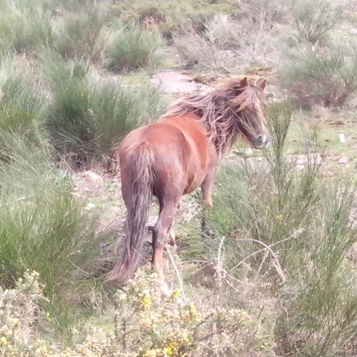mendi-Rando kintoa-9