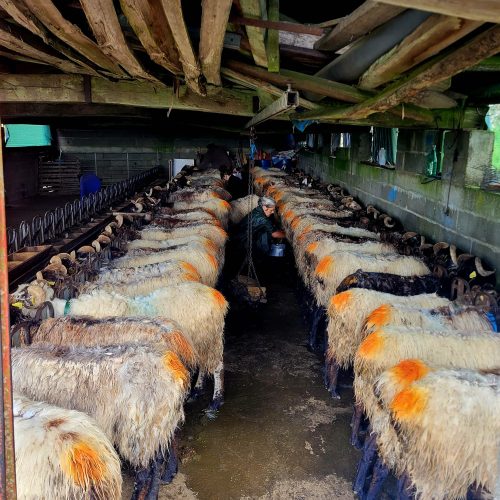 mendi-gaiak-Atelier fromage-1