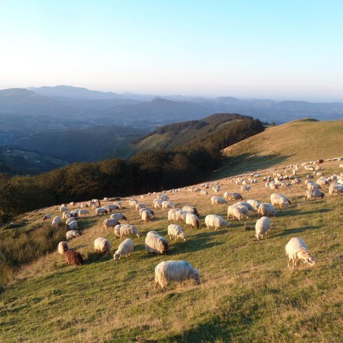 SAMSUNG CAMERA PICTURES