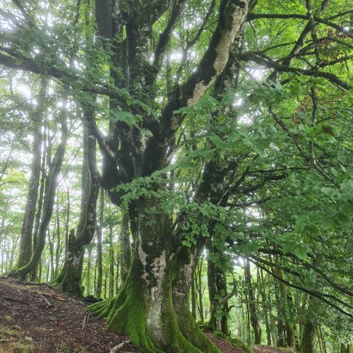 mendi-gaiak- Rando resto Orisson-1