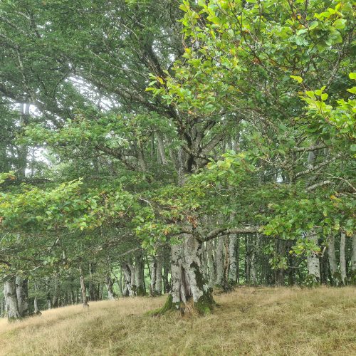 mendi-gaiak- Rando resto Orisson-2