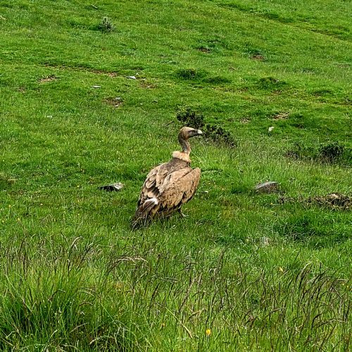 mendi-gaiak-Rando vautour-1