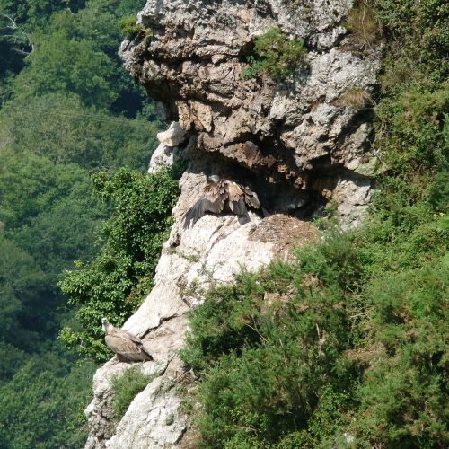 mendi-gaiak-Rando vautour-19