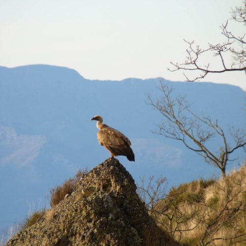 mendi-gaiak-Rando vautour-20