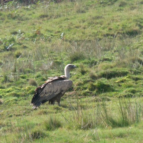 mendi-gaiak-Rando vautour-21