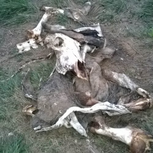 mendi-gaiak-Rando vautour-25