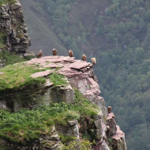 mendi-gaiak-Rando vautour-5