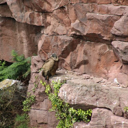 mendi-gaiak-Rando vautour-6