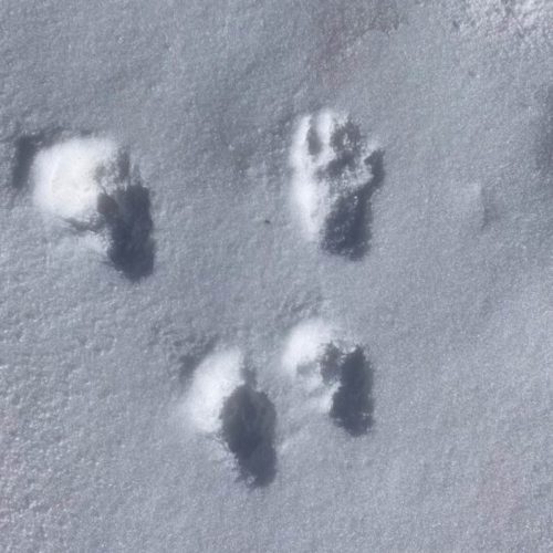 mendi-gaiak-trappeur-1