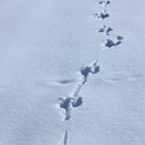 mendi-gaiak-trappeur-2